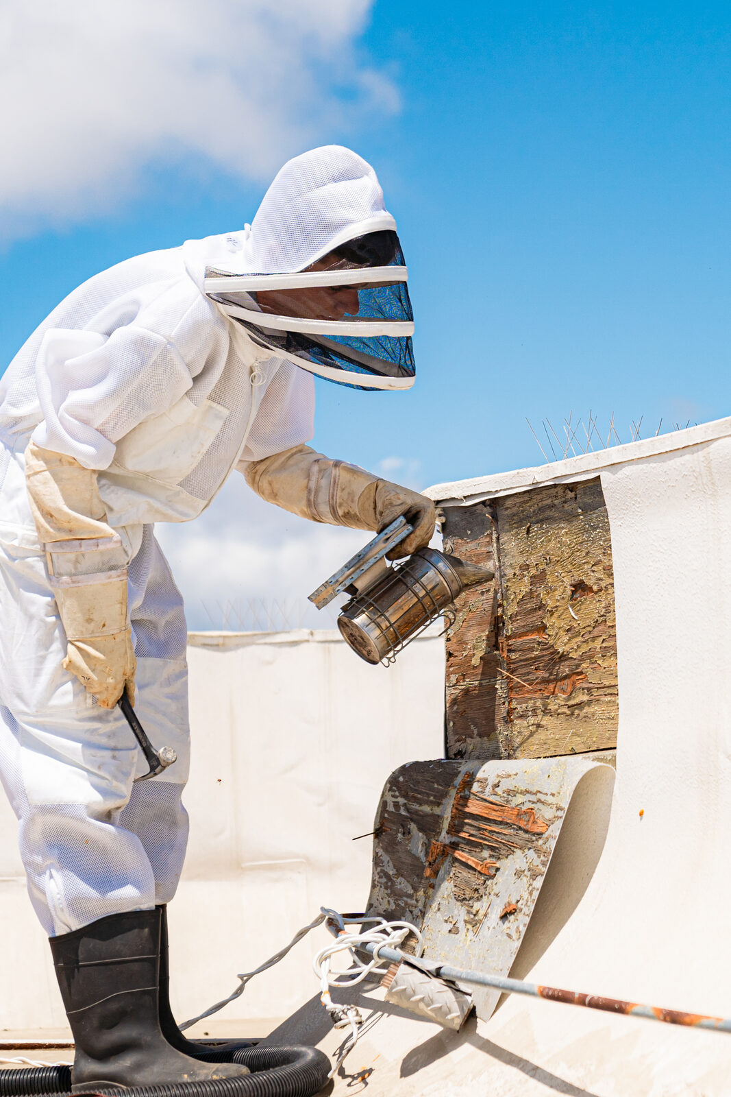 Beekeeper working a rooftop wall cutout with a smoker during a Coast Bees structural hive removal